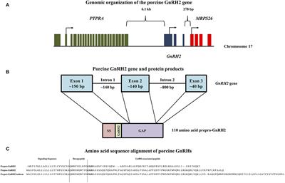 Expression and Role of Gonadotropin-Releasing Hormone 2 and Its Receptor in Mammals